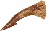 Fossil Sawfish (Onchopristis) Rostral Barb - Morocco #208892-1